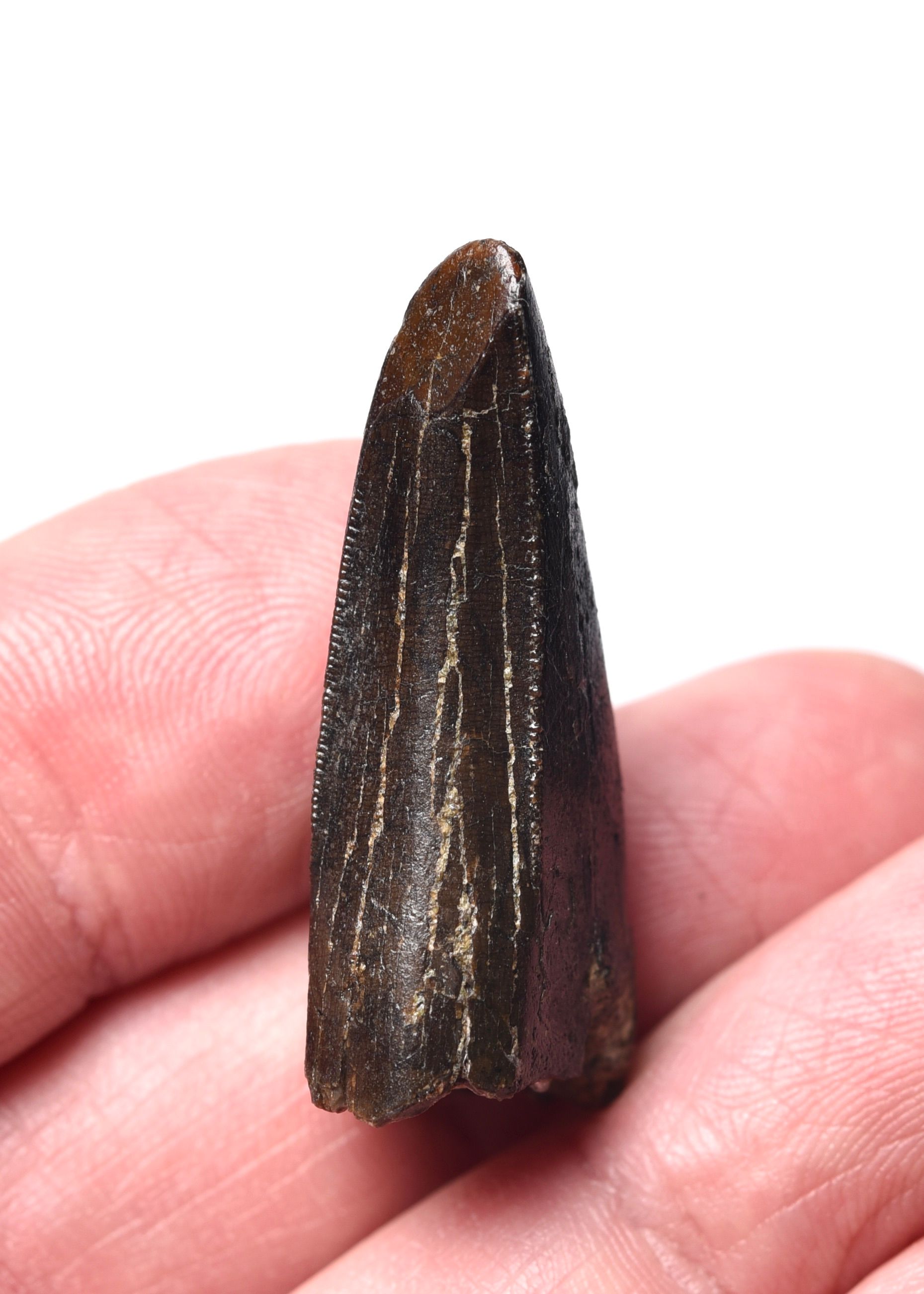 tyrannosaurus-rex-premax-tooth