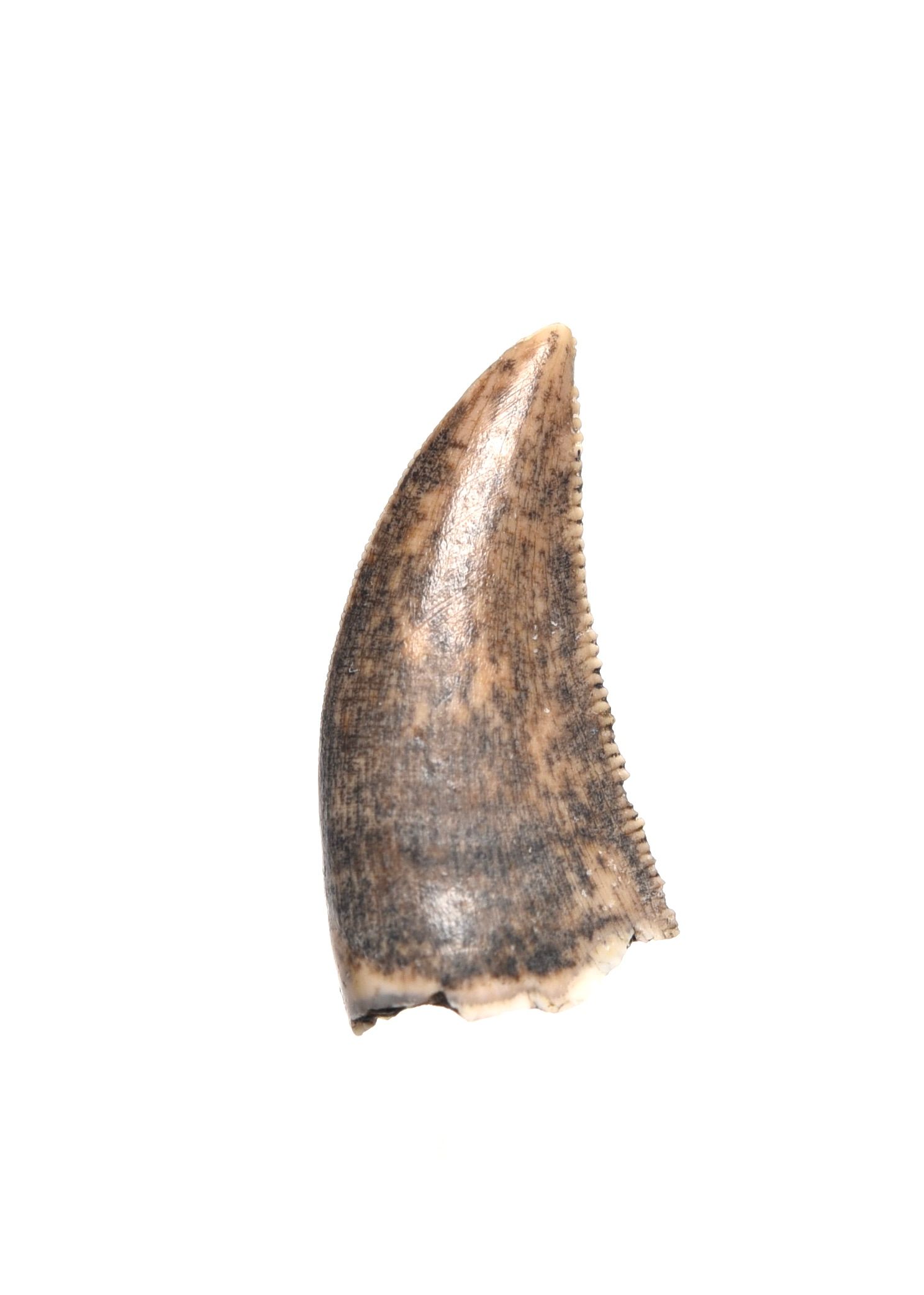 Saurornitholestes velociraptor tooth