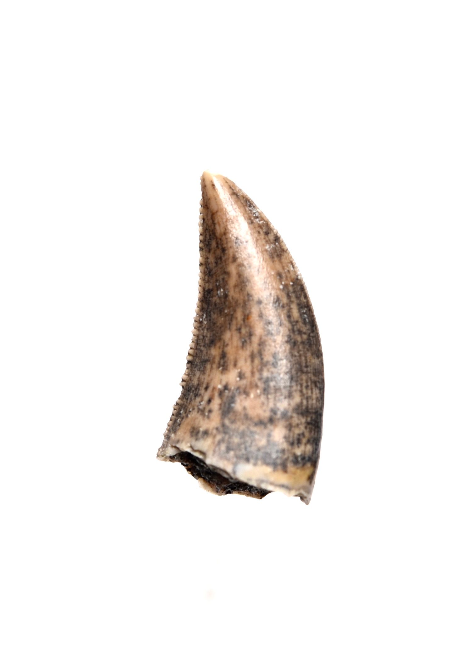 Saurornitholestes velociraptor tooth