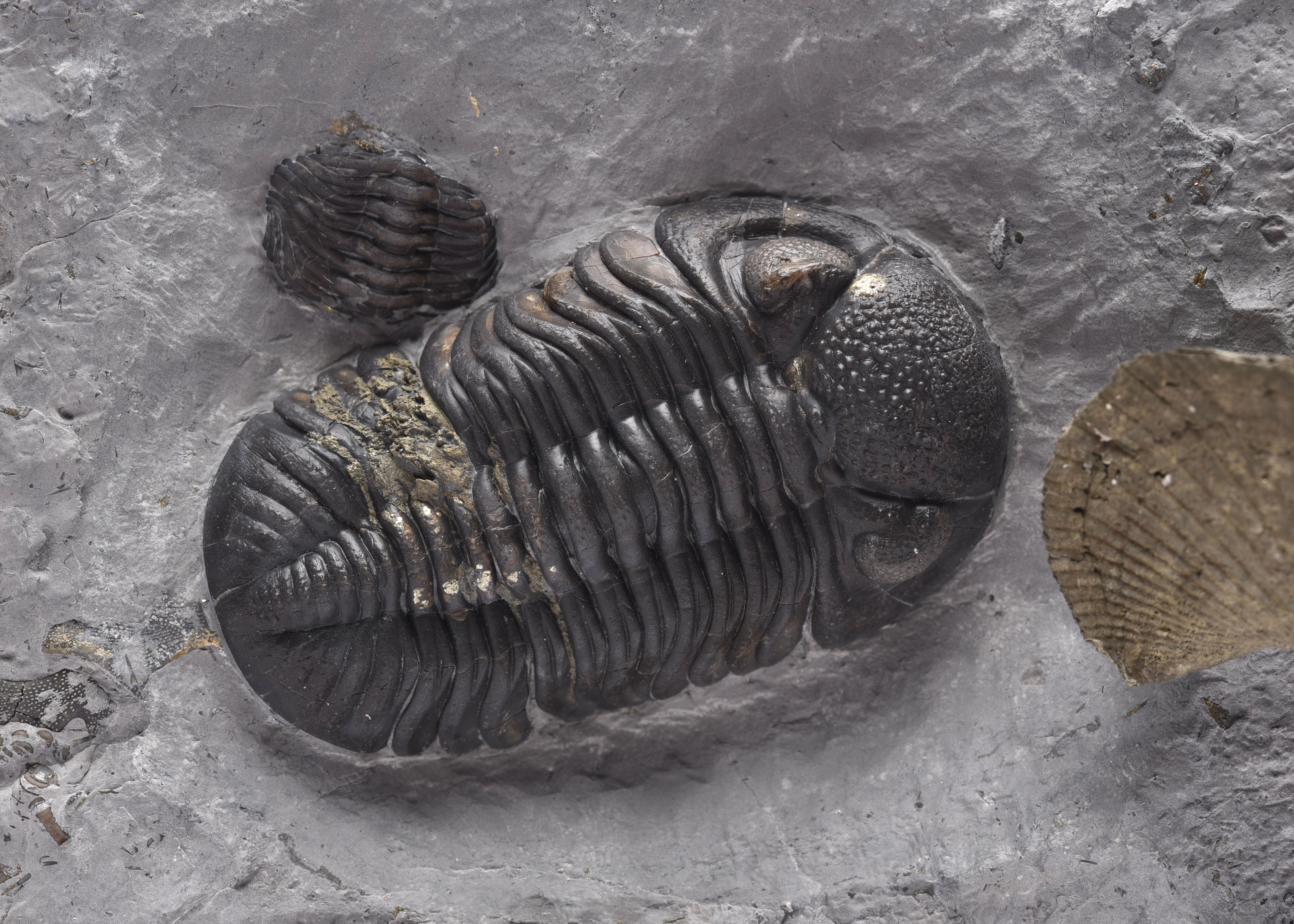 Phacops rana milleri Spirifer combination