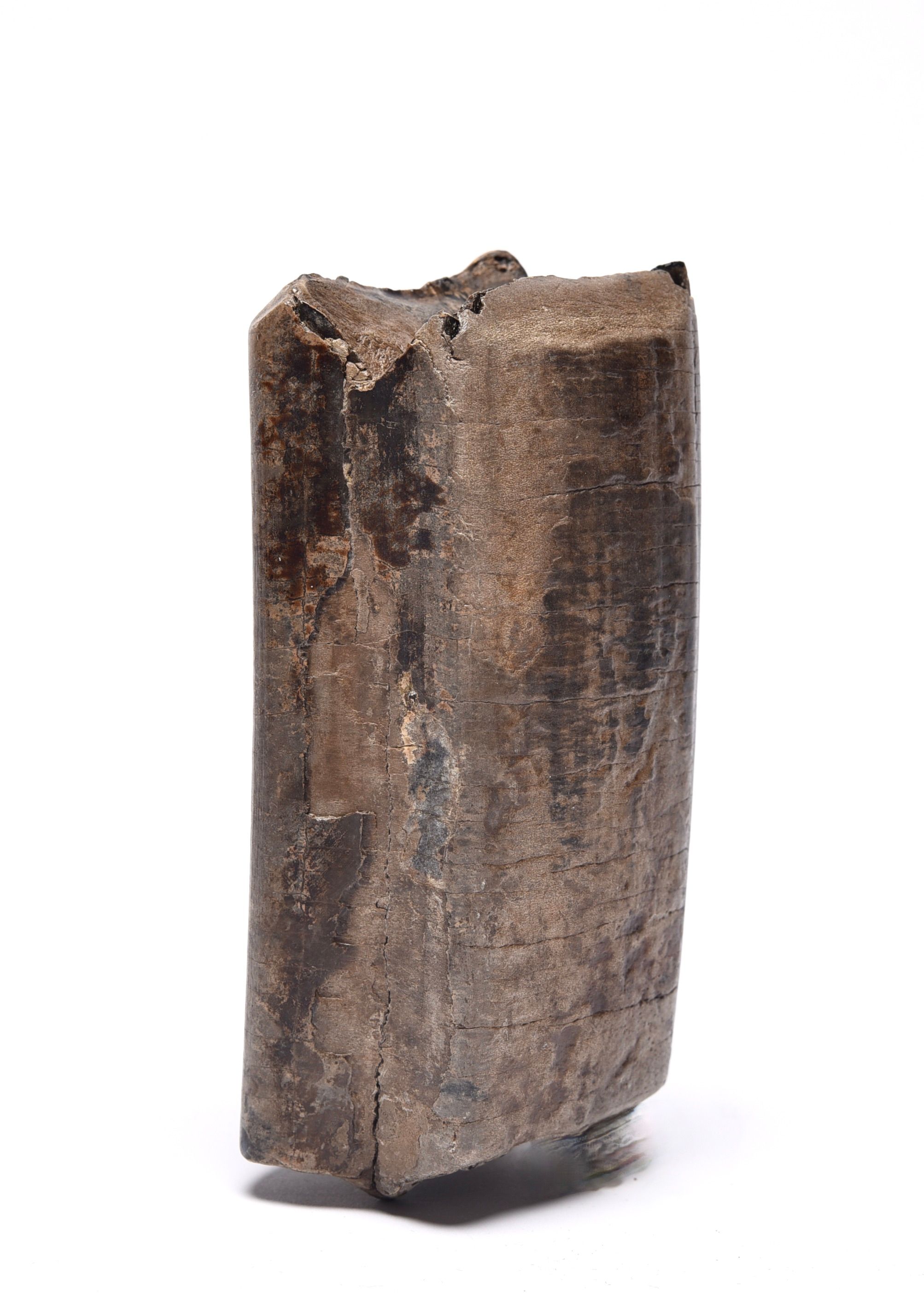 Megatherium americanum Tooth