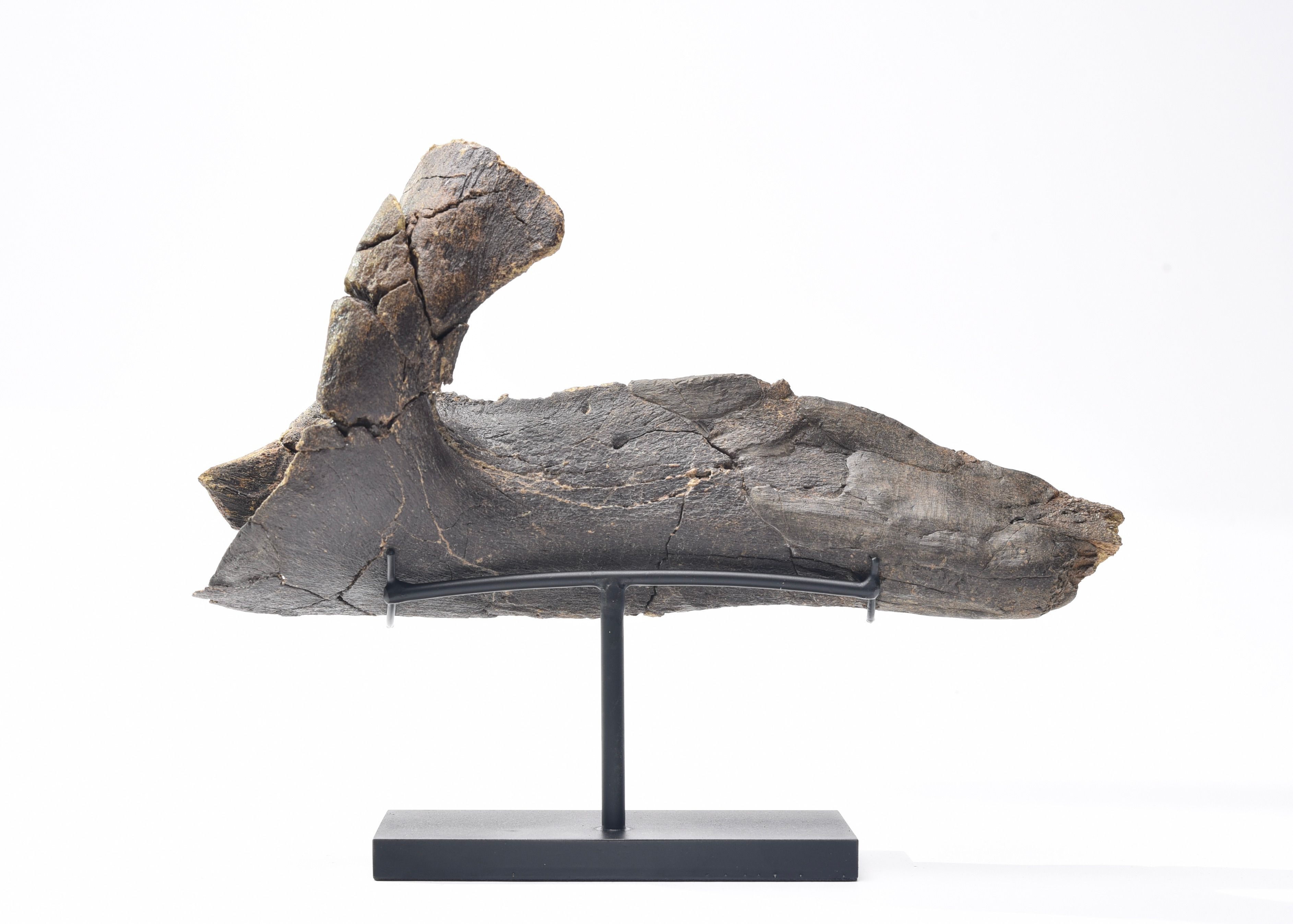 Hadrosaurus Juvenile Jaw