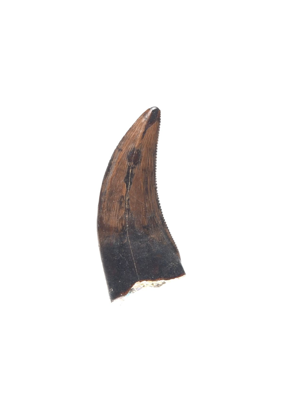 Saurornitholestes velociraptor tooth